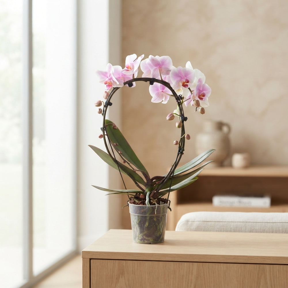 Mixed Phalaenopsis Orchid – 2 Stem, 12cm Pot