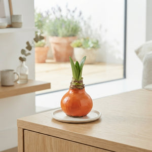 Orange Wax Flower Decoration – 20cm