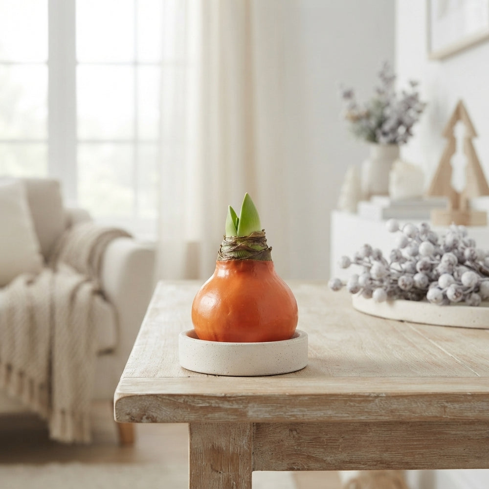 Orange Wax Flower Decoration – 20cm