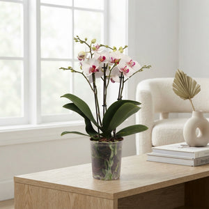 White Phalaenopsis Orchid ‘Safe Haven’ – 2 Stem, 12cm Pot