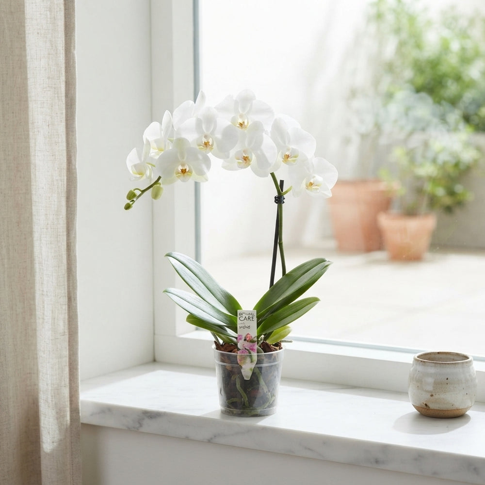 White Phalaenopsis Orchid – 12cm Pot, 40cm High