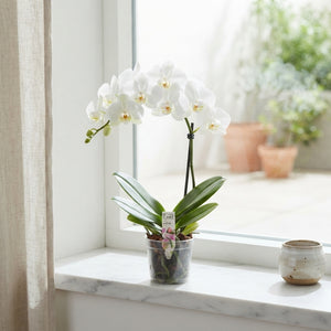 White Phalaenopsis Orchid – 12cm Pot, 40cm High
