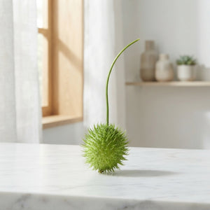 Ornamental Cucumber Fruit – Green