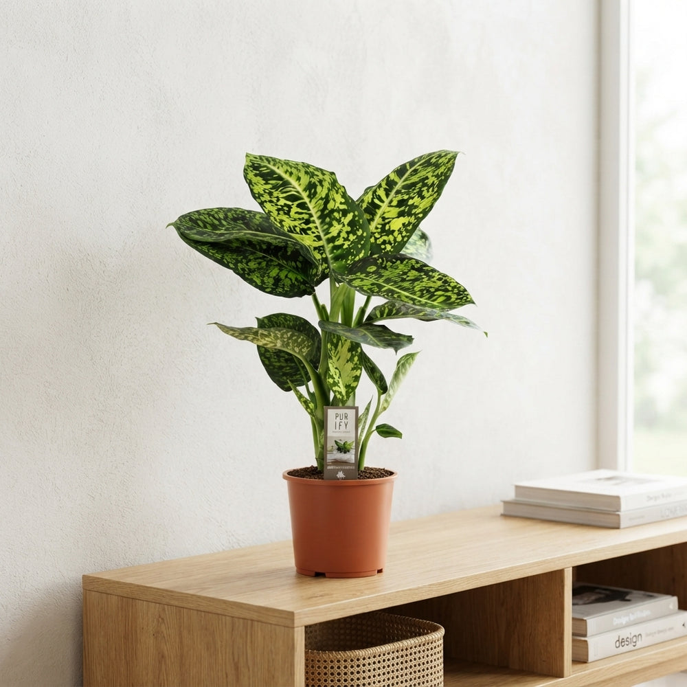 Dieffenbachia ‘Reflector’ – 17cm Pot