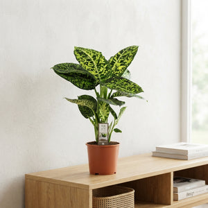 Dieffenbachia ‘Reflector’ – 17cm Pot