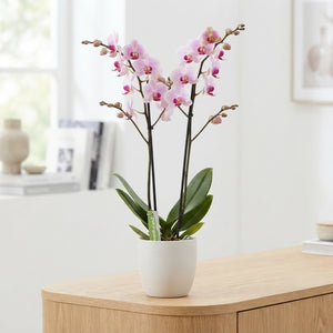 Phalaenopsis Orchid – 2 Stem, 12cm Pot, 75cm