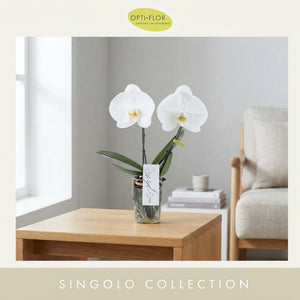 Mixed Phalaenopsis Orchid – 9cm Pot, 40cm High