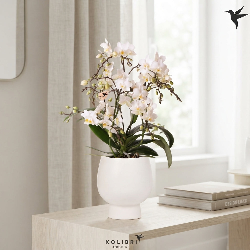 White Phalaenopsis Orchid – 9cm Ceramic Pot
