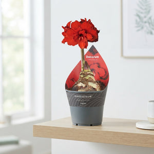 Red Double Amaryllis (Hippeastrum) – 14cm Pot