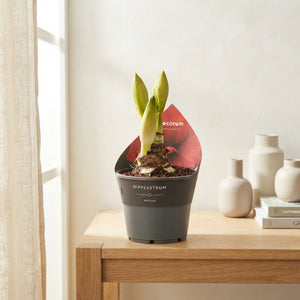 Red Hippeastrum (Amaryllis) – 14cm Pot