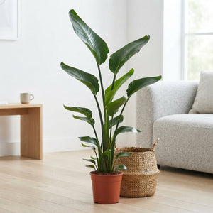 White Bird of Paradise (Strelitzia nicolai) – 27cm Pot