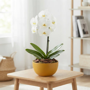 Mixed-Colour Decorative Plant Arrangement