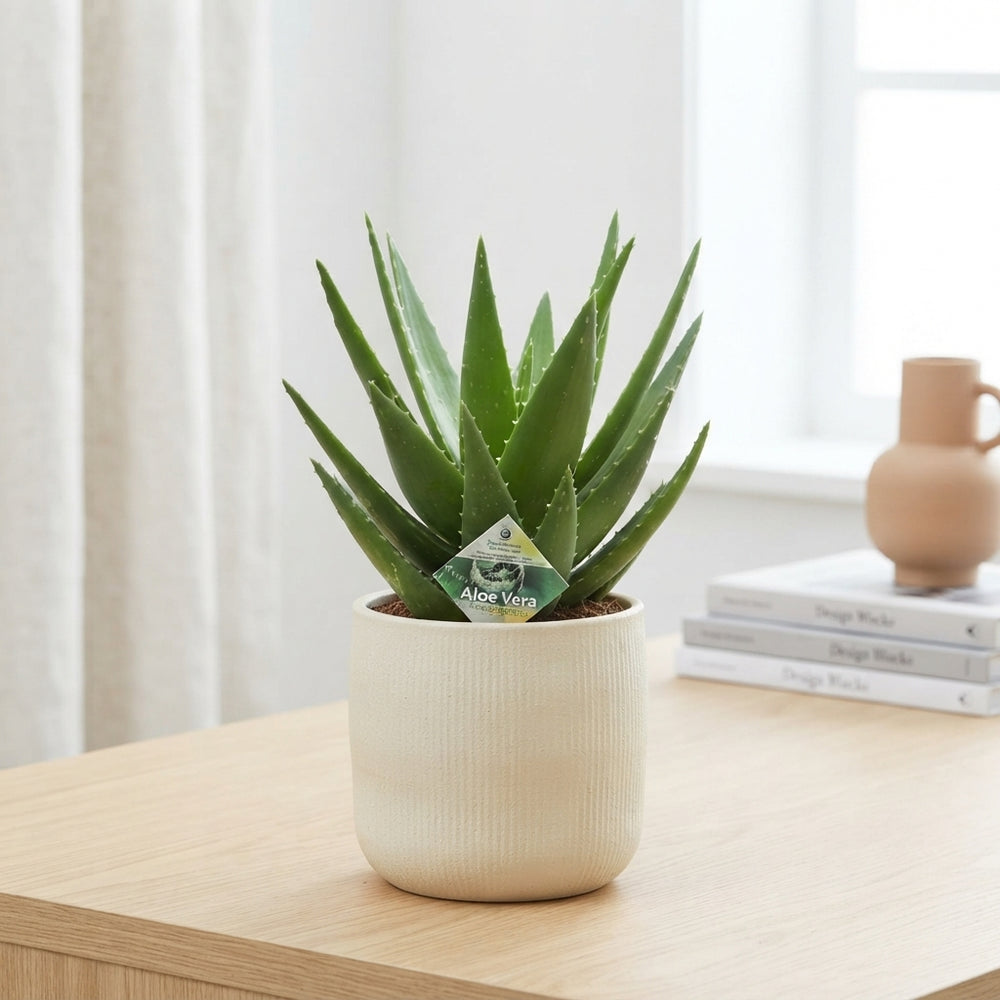 Aloe perfoliata Succulent – 19cm Pot