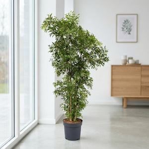 Ming Aralia (Polyscias fruticosa) – 24cm Pot, 155cm Tall