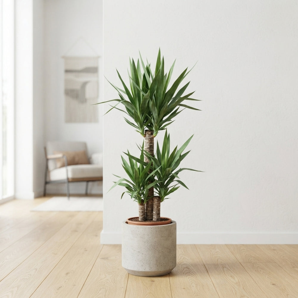 Yucca Houseplant (Yucca) – 24cm Pot, 130cm Height