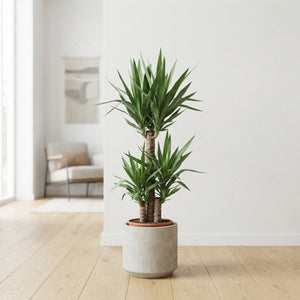 Yucca Houseplant (Yucca) – 24cm Pot, 130cm Height