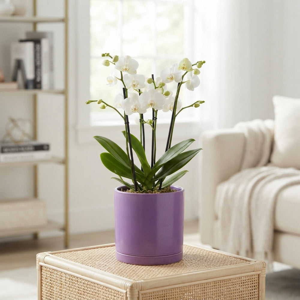 Mixed Colour Ceramic Plant Arrangement