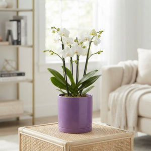 Mixed Colour Ceramic Plant Arrangement