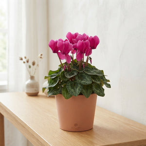 Large-Flowered Cyclamen persicum – 13cm Pot