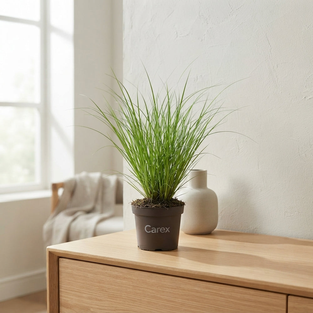 Carex ‘Phoenix’ Ornamental Grass – 10.5cm Pot