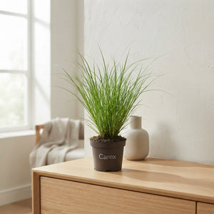 Carex ‘Phoenix’ Ornamental Grass – 10.5cm Pot