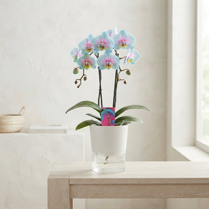 Phalaenopsis Orchid ‘Wonder of Nature’ – 9cm Pot