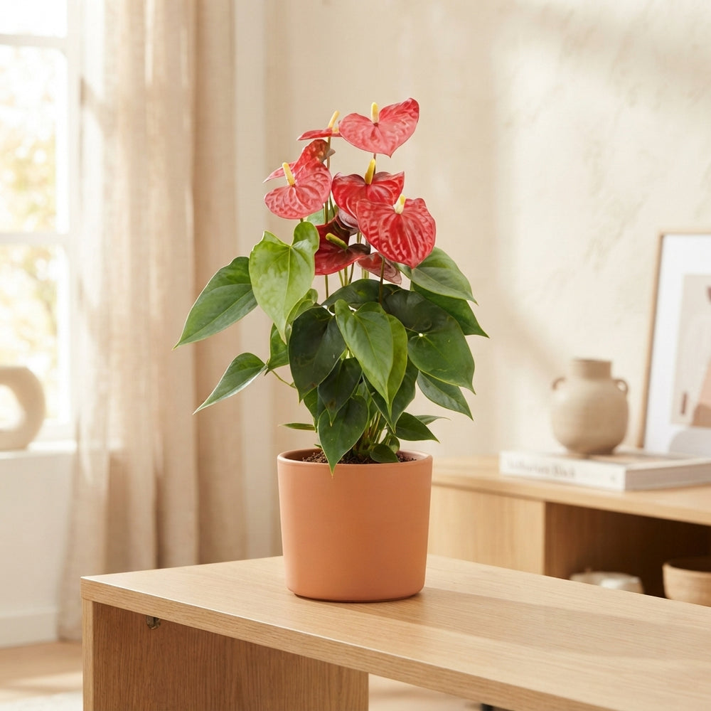 Red Anthurium (Anthurium) – 14cm Pot, 45cm High