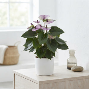 Purple and White Anthurium – 14cm Pot, 45cm High