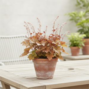 Mixed Heuchera Plants – 19cm Pot