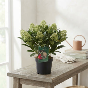 Skimmia japonica 'Seduction' – 15cm Pot