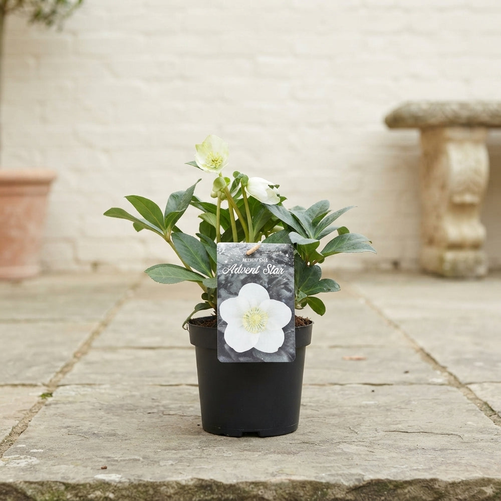 White Hellebore (Helleborus) – 13cm Pot