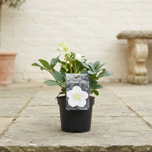 White Hellebore (Helleborus) – 13cm Pot