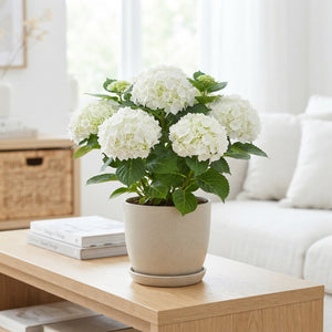 White Hydrangea macrophylla – 14cm Pot