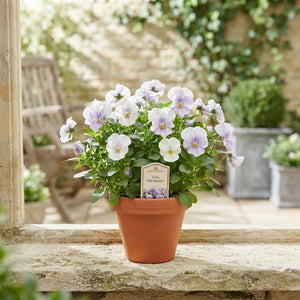 Viola 'Del Marina' – 9cm Pot