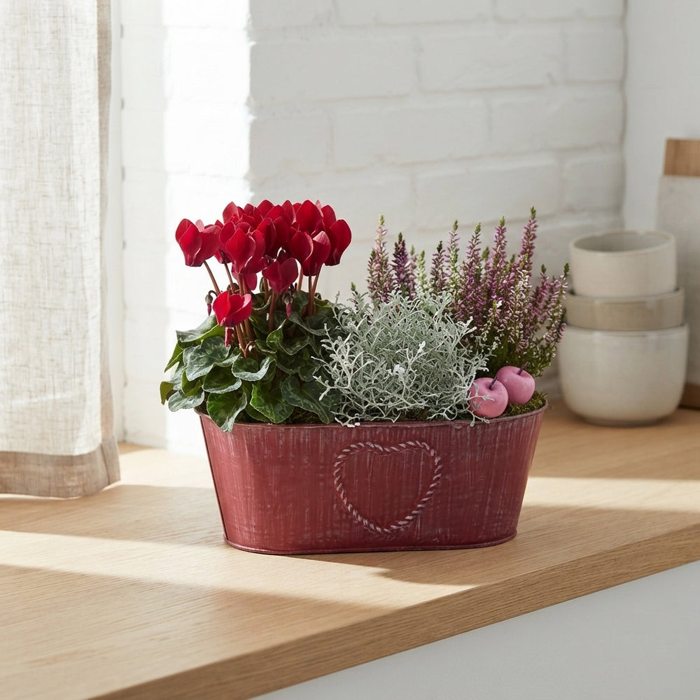 Mixed Colour Oval Zinc Plant Arrangement
