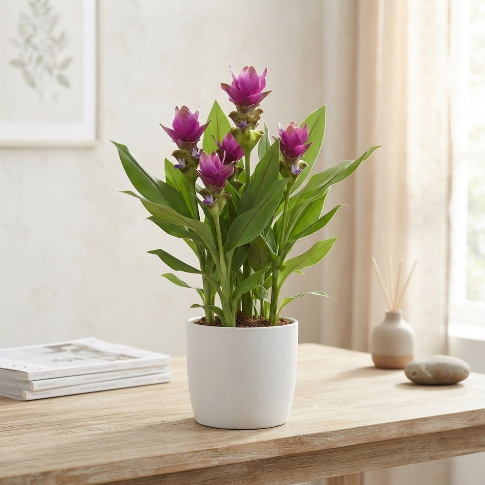 Purple Curcuma ‘Al Siam Sublime’ – 12cm Pot