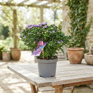 Purple Rose Aster (Aster) – 12cm Pot