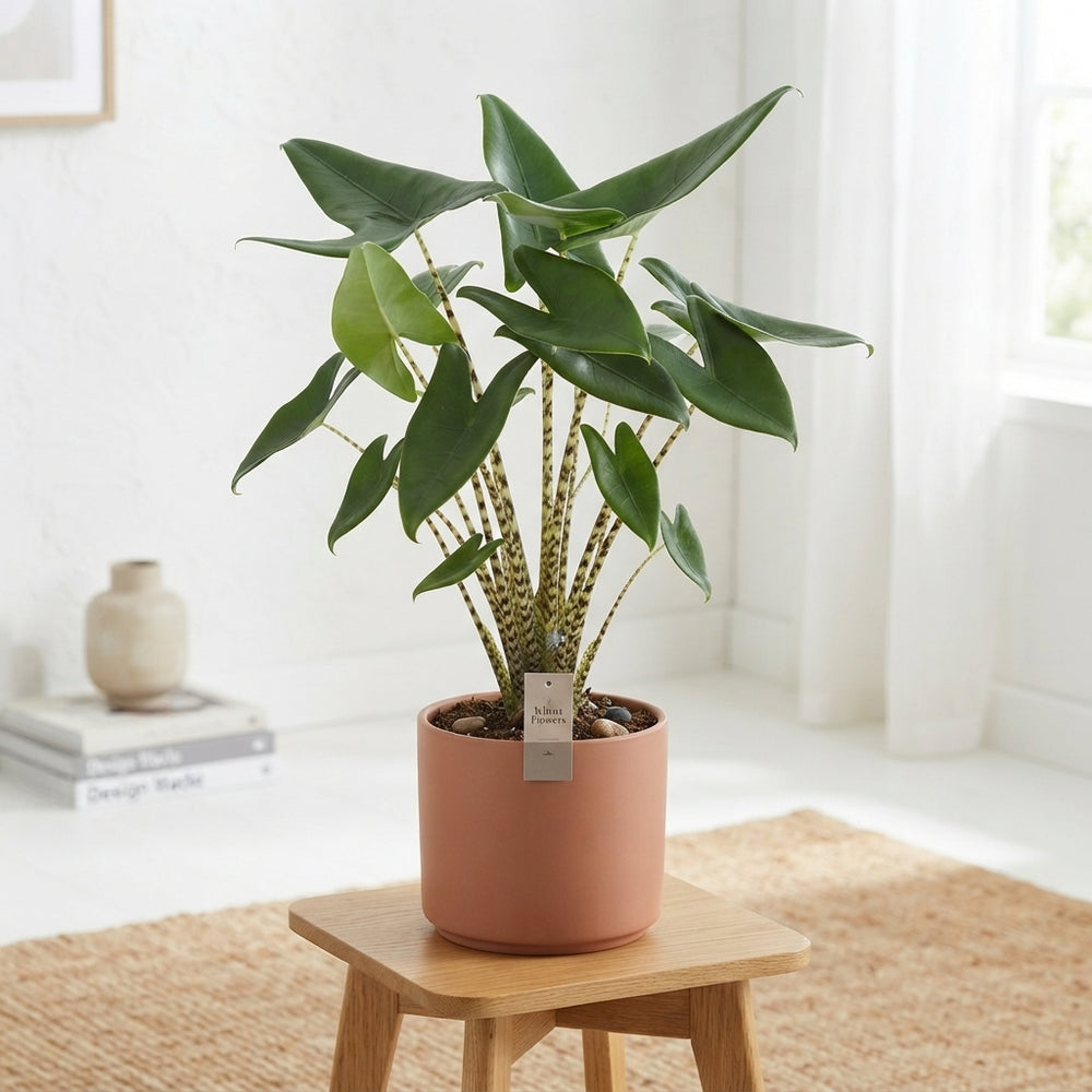 Alocasia Zebrina – 17cm Pot, Approx. 90cm Tall