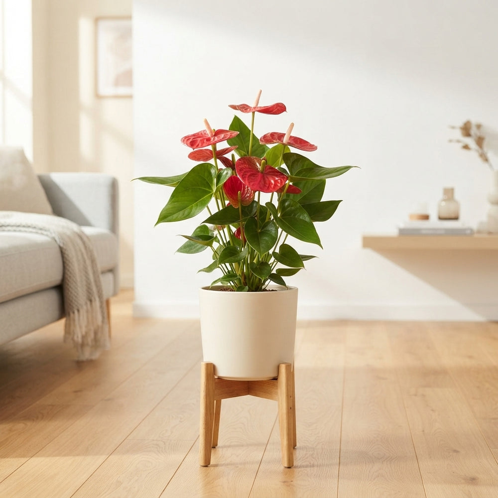 Red Anthurium (Anthurium andraeanum) – 17cm Pot