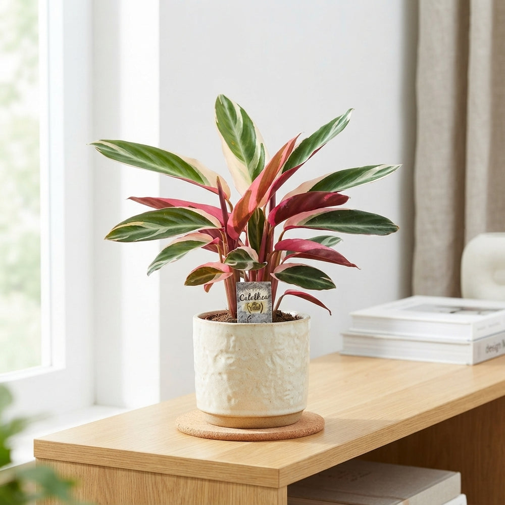 Triostar Stromanthe (Stromanthe sanguinea) – 14cm Pot