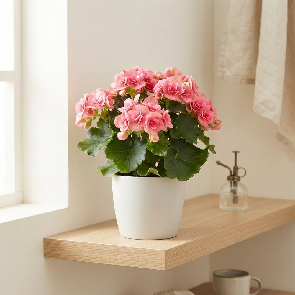 Pink Elatior Begonia (Begonia × hiemalis) – 14cm Pot