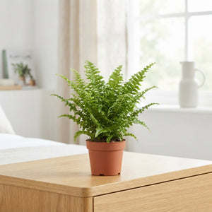 Nephrolepis ‘Green Delight’ Boston Fern – 9cm Pot
