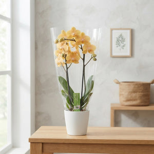 African Sunset Phalaenopsis Orchid – 12cm Pot
