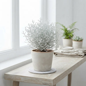 Calocephalus (Leucophyta brownii) – 11cm Pot