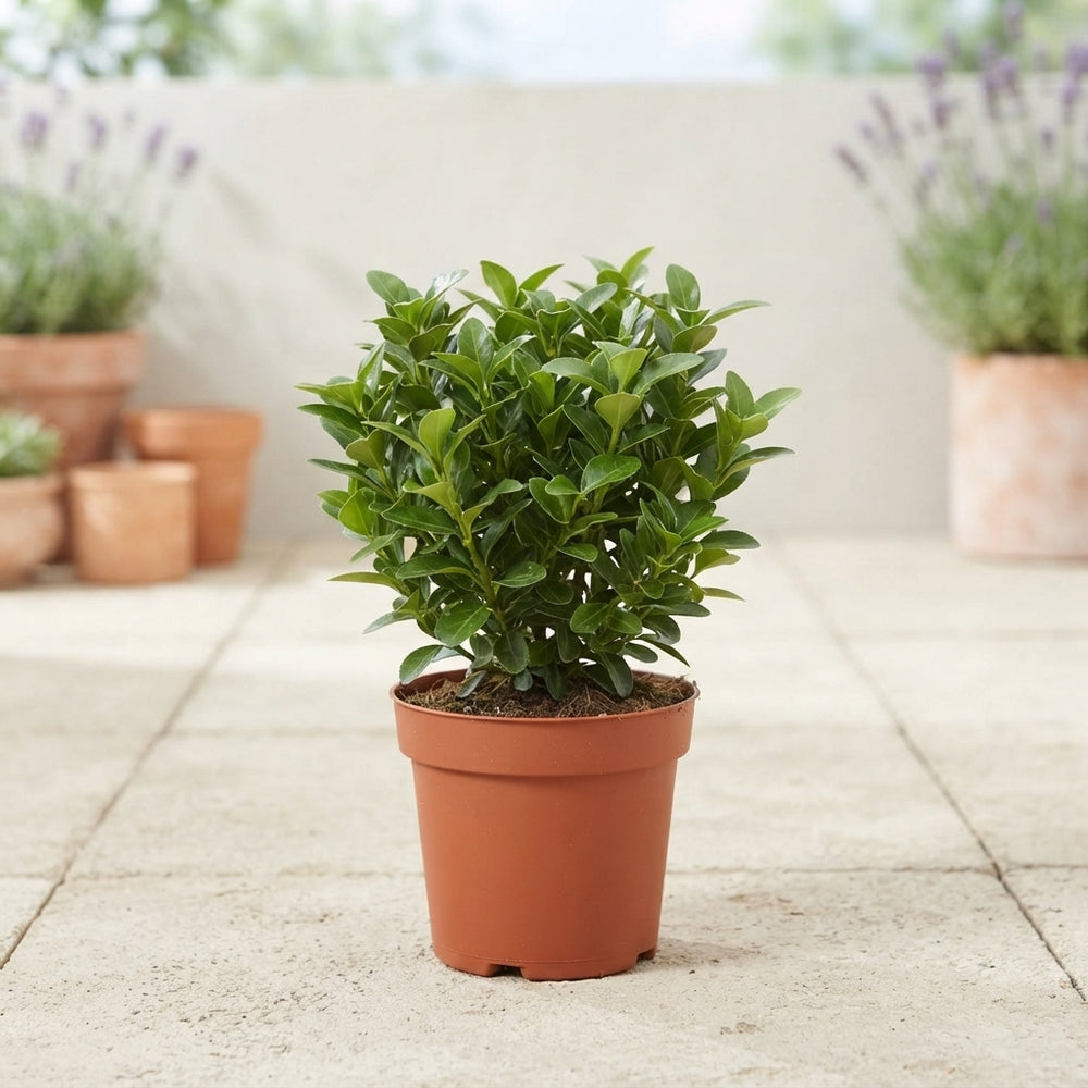 Euonymus Mixed Garden Plant – 9cm Pot