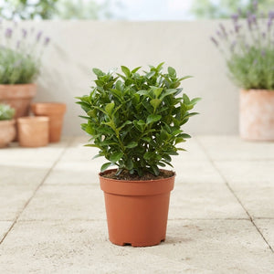 Euonymus Mixed Garden Plant – 9cm Pot