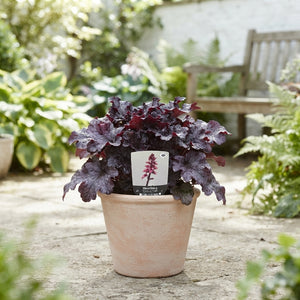 Mixed Heuchera Coral Bells – 17cm Pot