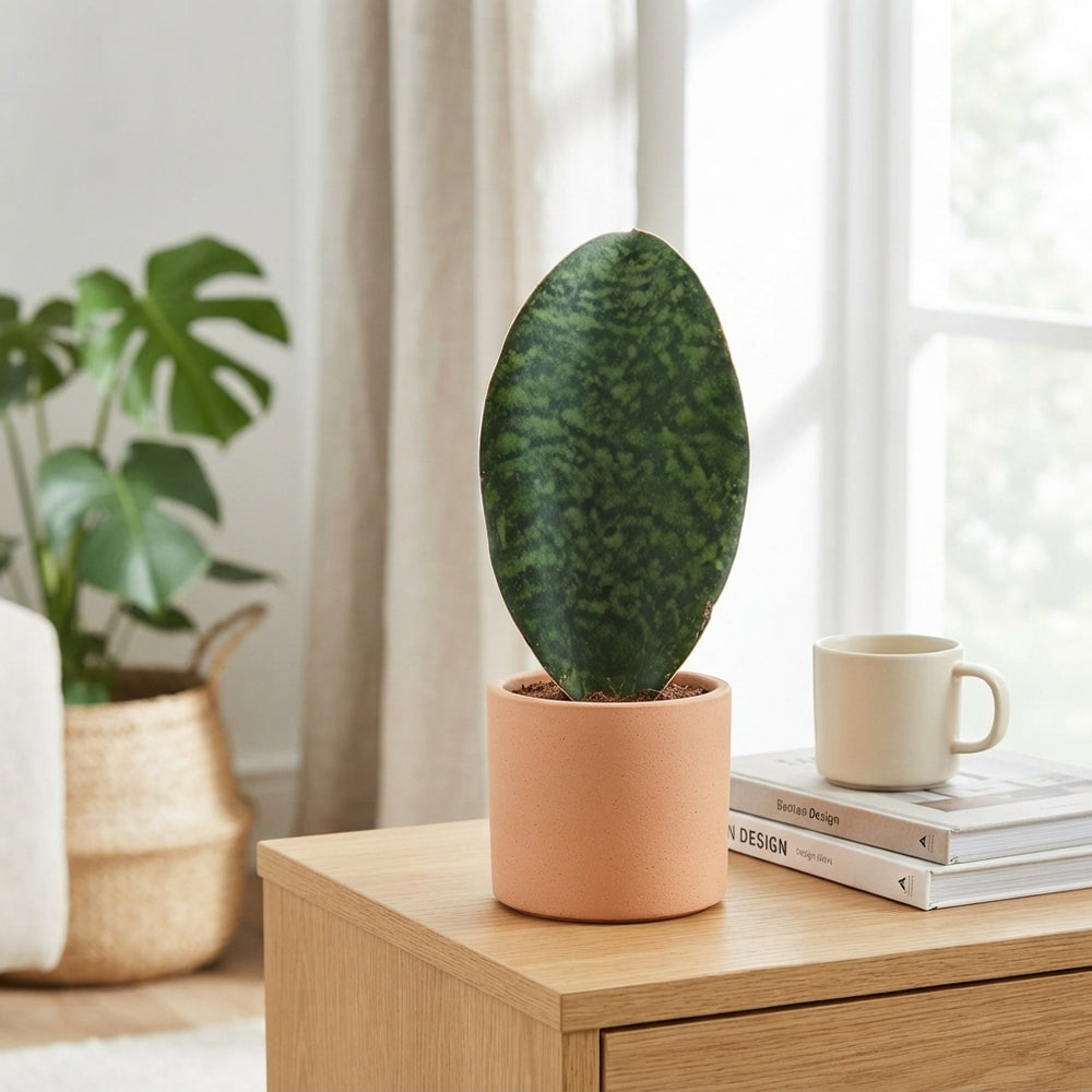 Whale Fin Sansevieria (Sansevieria masoniana) – 9cm Pot