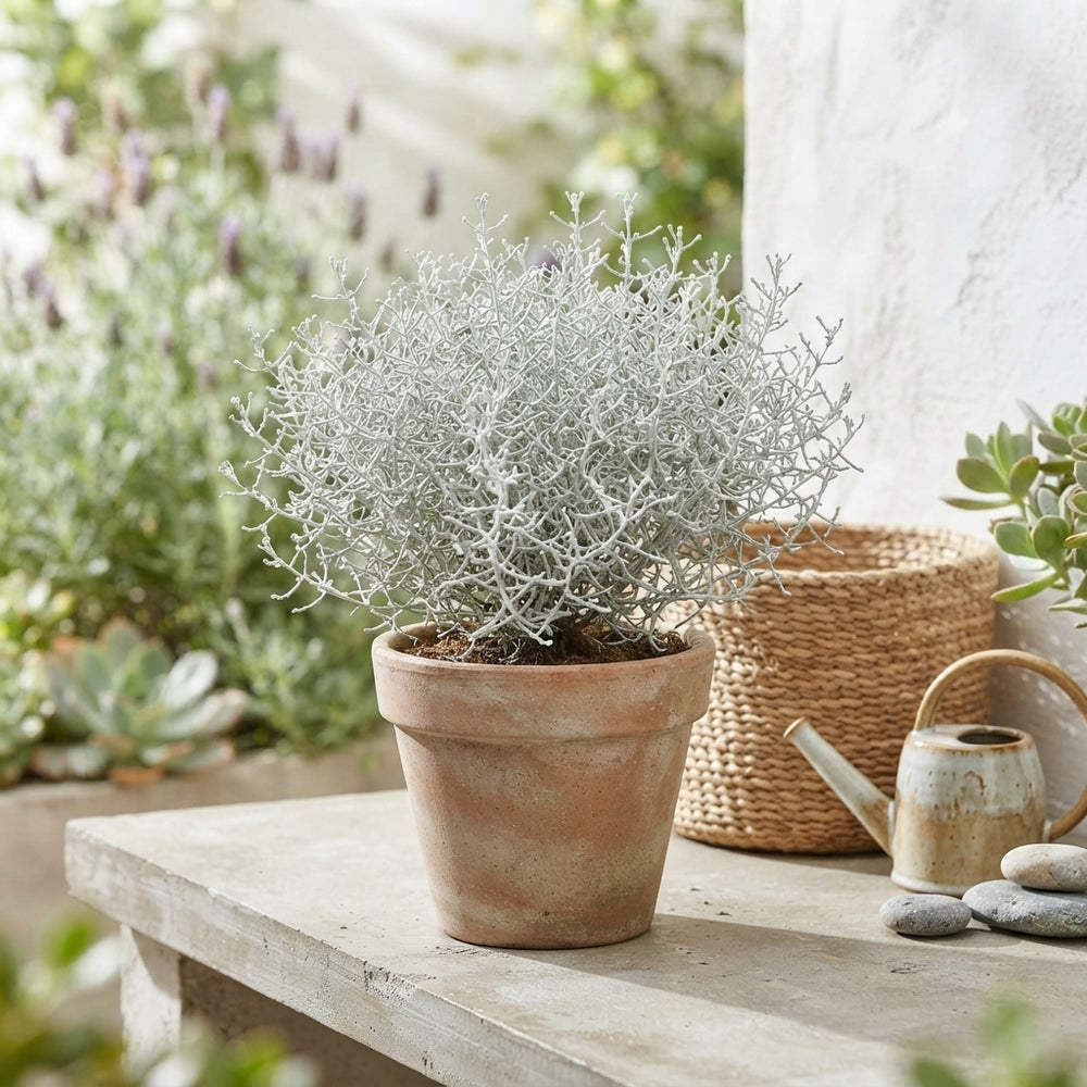 Cushion Bush (Leucophyta brownii) – 11cm Pot