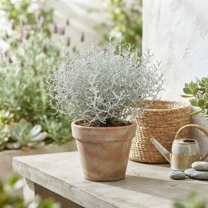 Cushion Bush (Leucophyta brownii) – 11cm Pot